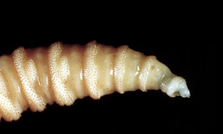 First Human Case of Flesh-Eating Screwworm Confirmed in US