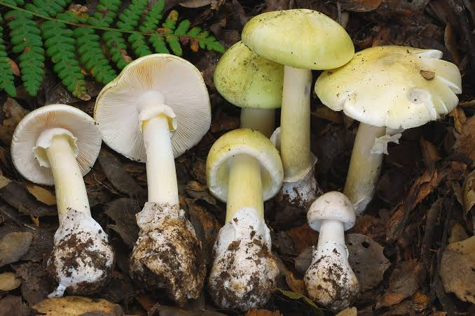 Tragic Losses from Deadly Mushrooms Spreading in California After Heavy Rains
