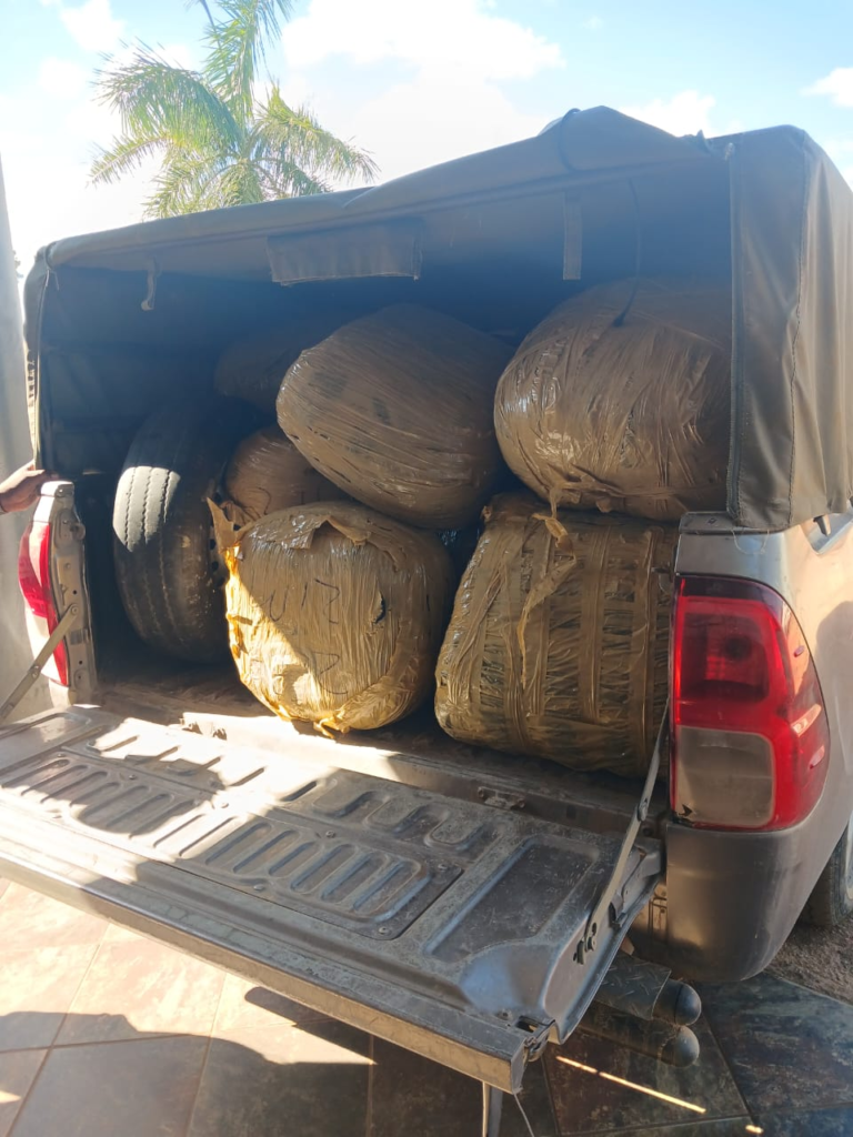 dagga arrest South Africa