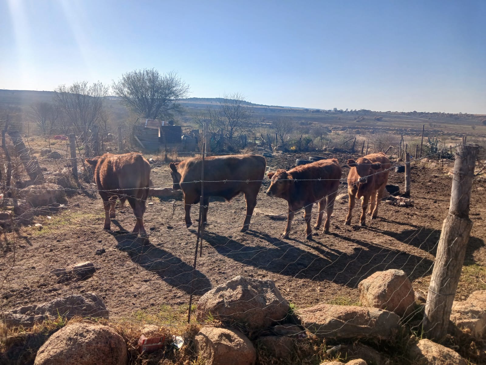 suspected stolen calves