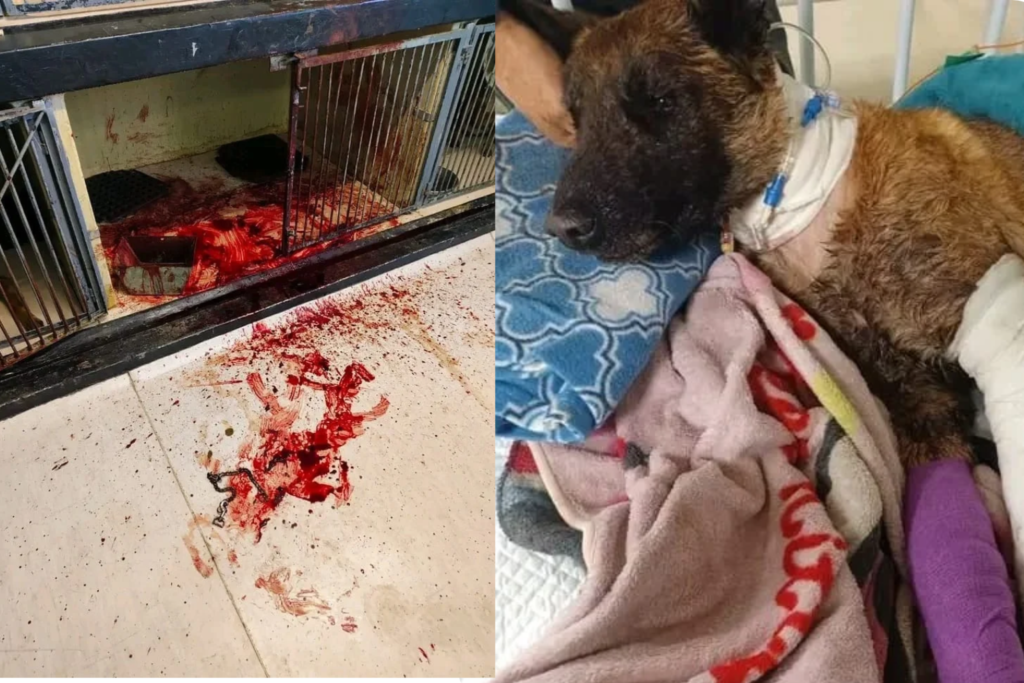 Acting National Commissioner Appoints Senior Officer to Investigate Injury of K9 at SAPS Training and Veterinary Facility