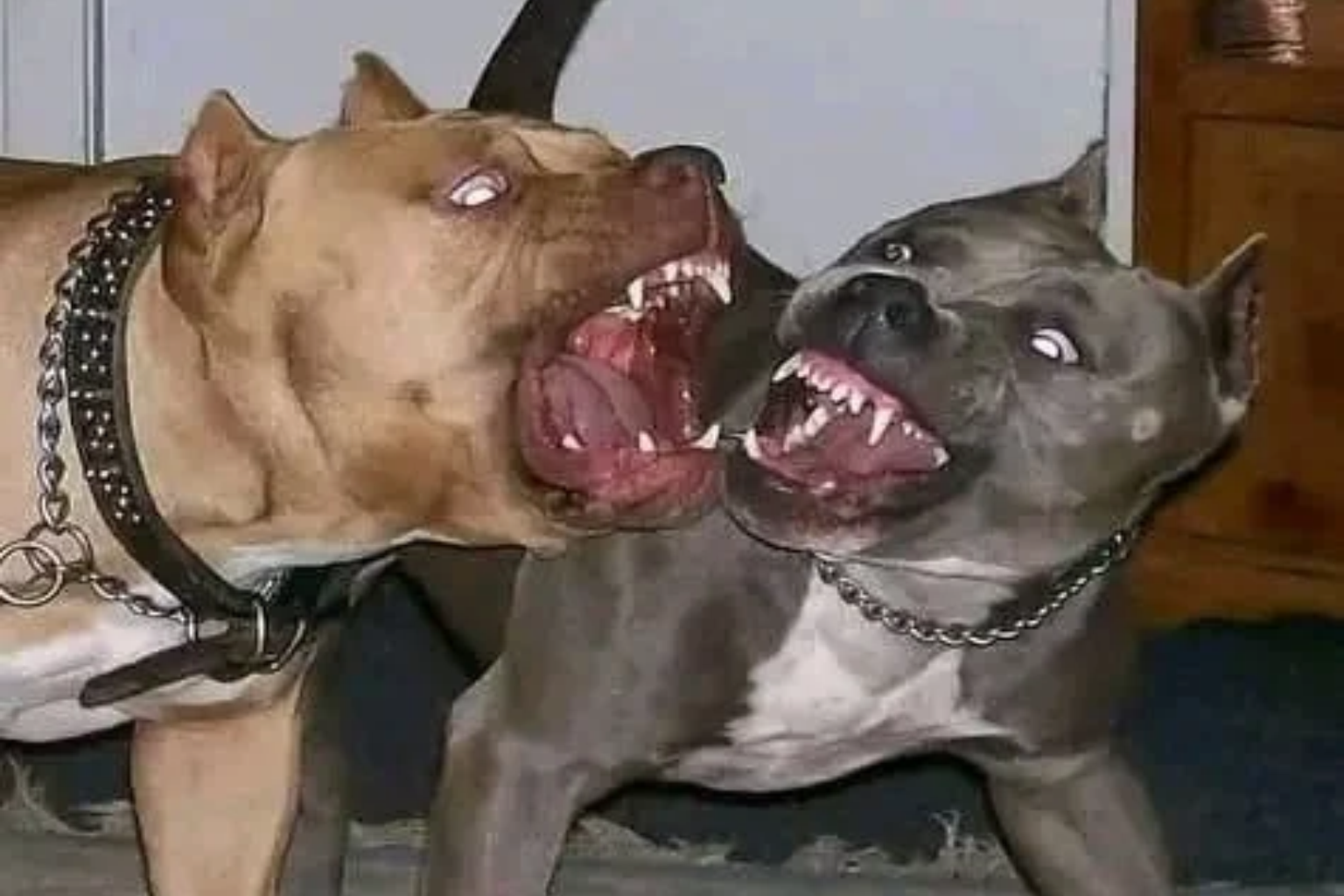 Roodepoort Police Officer Killed by Her Pitbulls in Soweto
