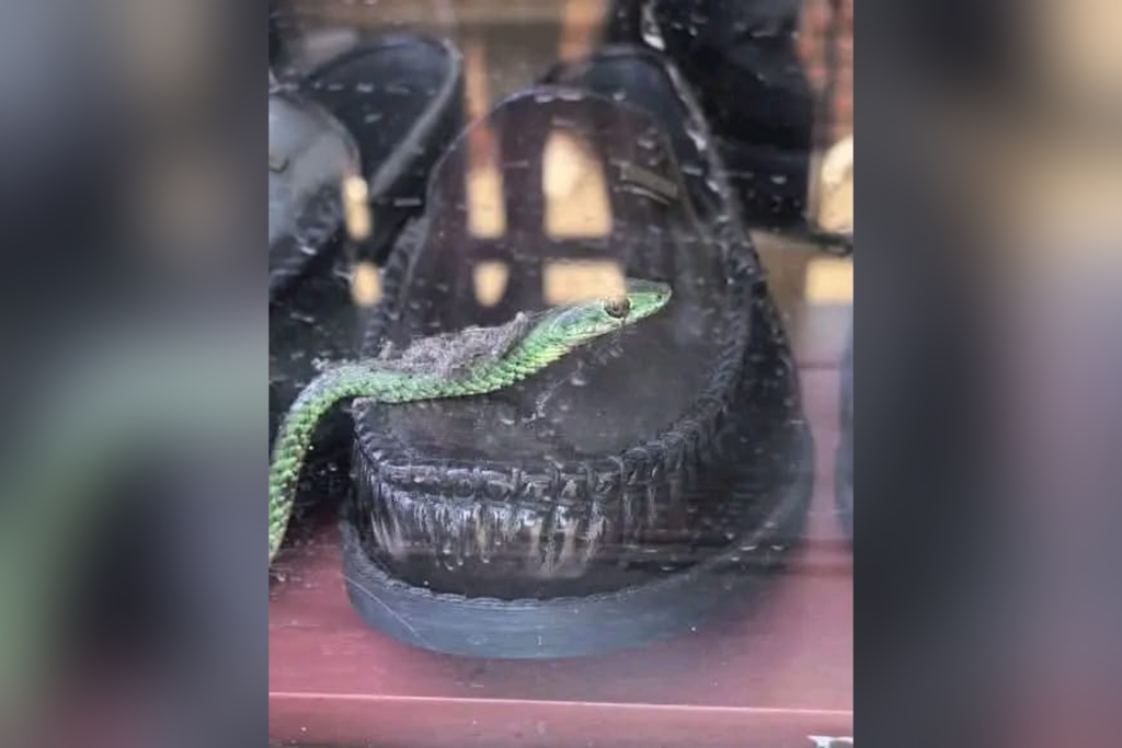 Green Snake Found Inside Shoe At Verulam CBD, Store In KZN