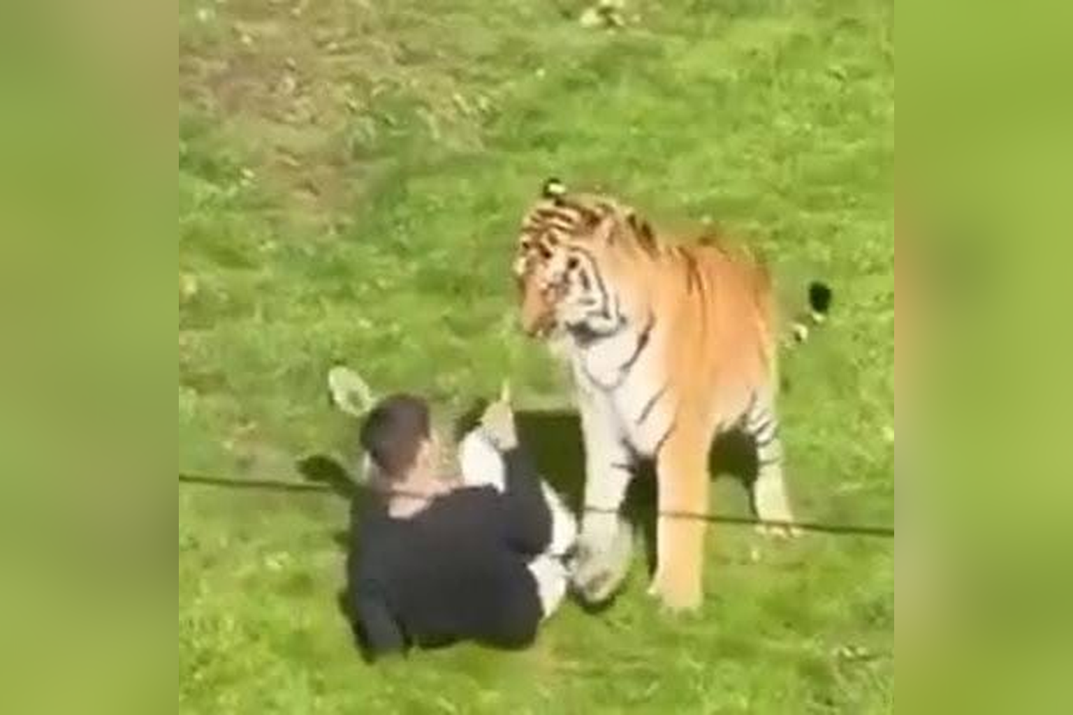 Man Dies After Tiger Attack at UK Wildlife Park